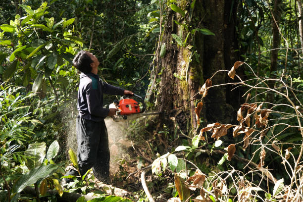 Best Tree and Shrub Care  in Morris, OK